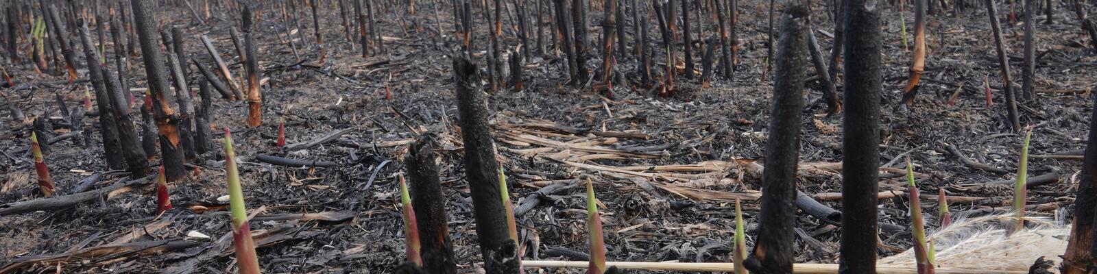 Afgebrand perceel olifantengras
