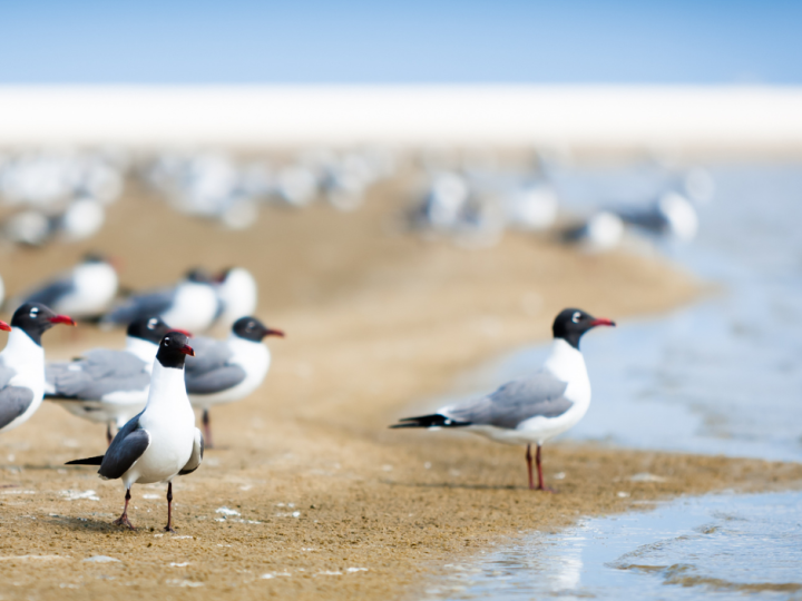 Vogels op strand